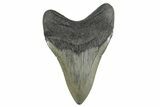Fossil Megalodon Tooth - South Carolina #352210-2